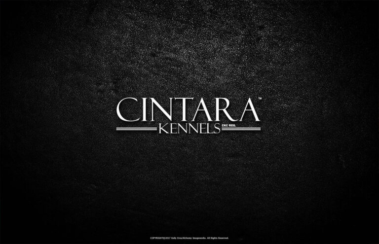 Alchemy Imageworks Brand Logo